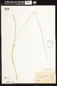 Carex bebbii image