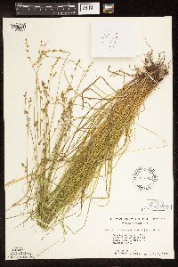 Carex brunnescens subsp. sphaerostachya image