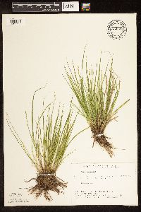 Carex canescens image