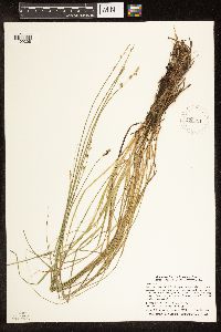 Carex canescens image