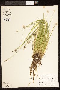 Carex canescens image