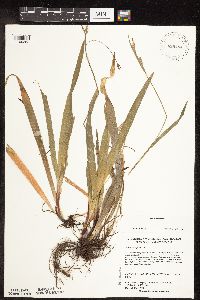 Image of Carex careyana