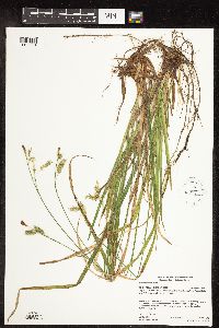 Carex castanea image