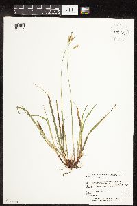 Carex castanea image