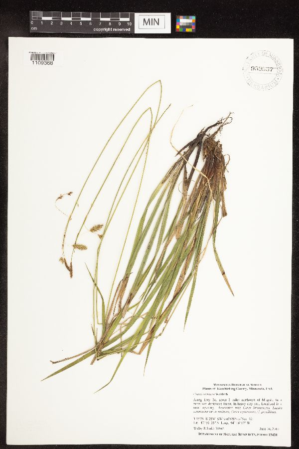 Carex castanea image