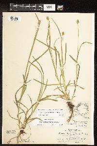 Image of Carex cephalophora