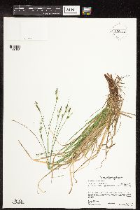 Carex communis image