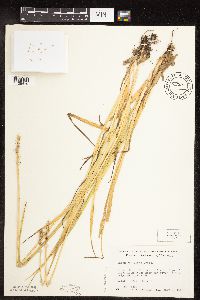 Image of Carex conjuncta