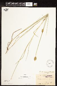 Carex crawfordii image