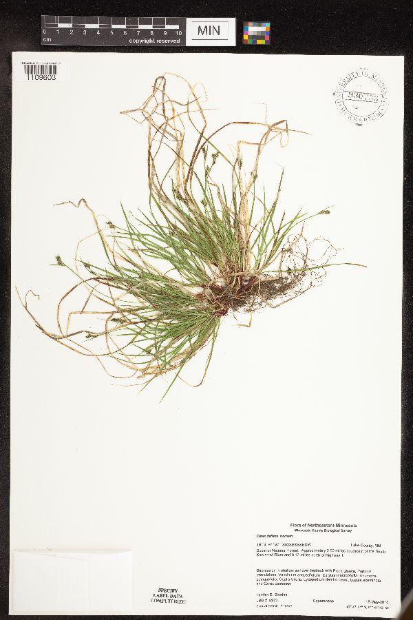 Carex deflexa var. deflexa image