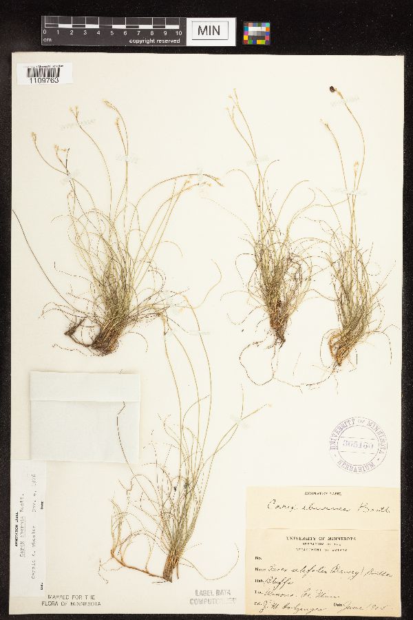 Carex eburnea image