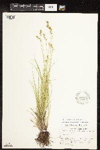 Image of Carex echinodes