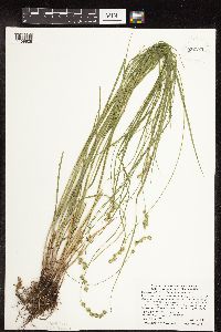 Carex echinodes image