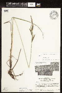 Carex emoryi image