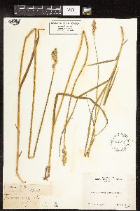 Carex feta image