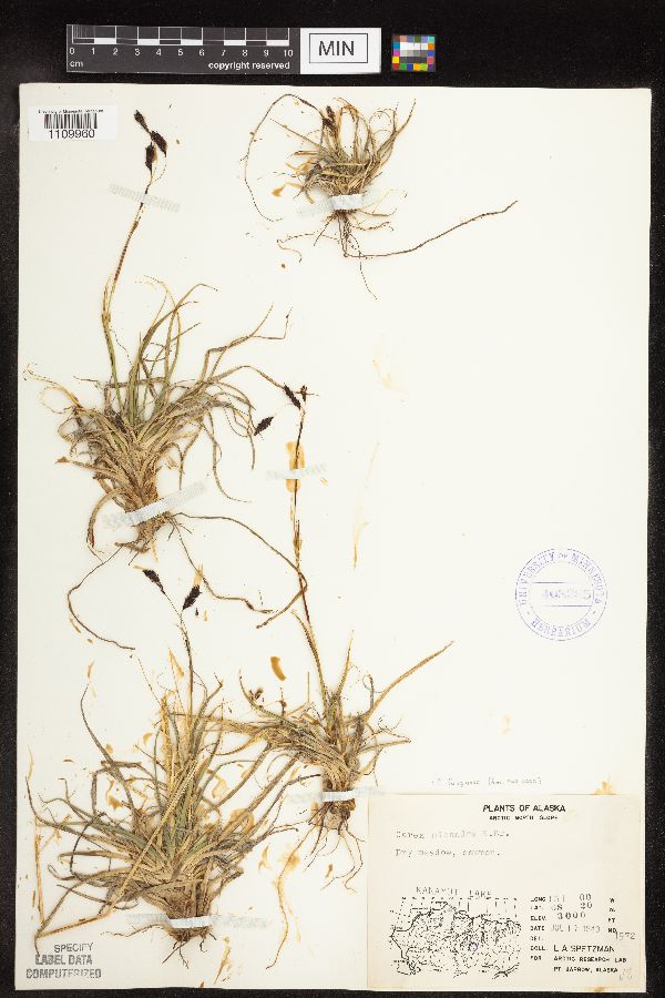 Carex fuliginosa image