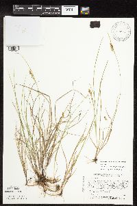 Image of Carex garberi