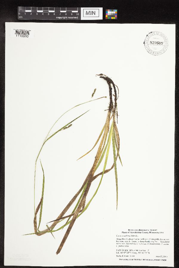 Carex gracillima image