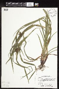 Image of Carex grayi