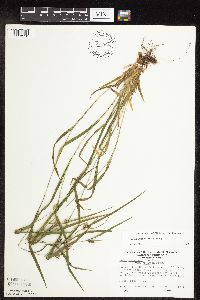 Image of Carex grisea
