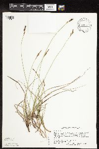 Image of Carex hallii