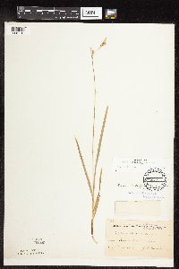 Carex hirtifolia image