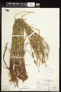 Image of Carex houghtoniana