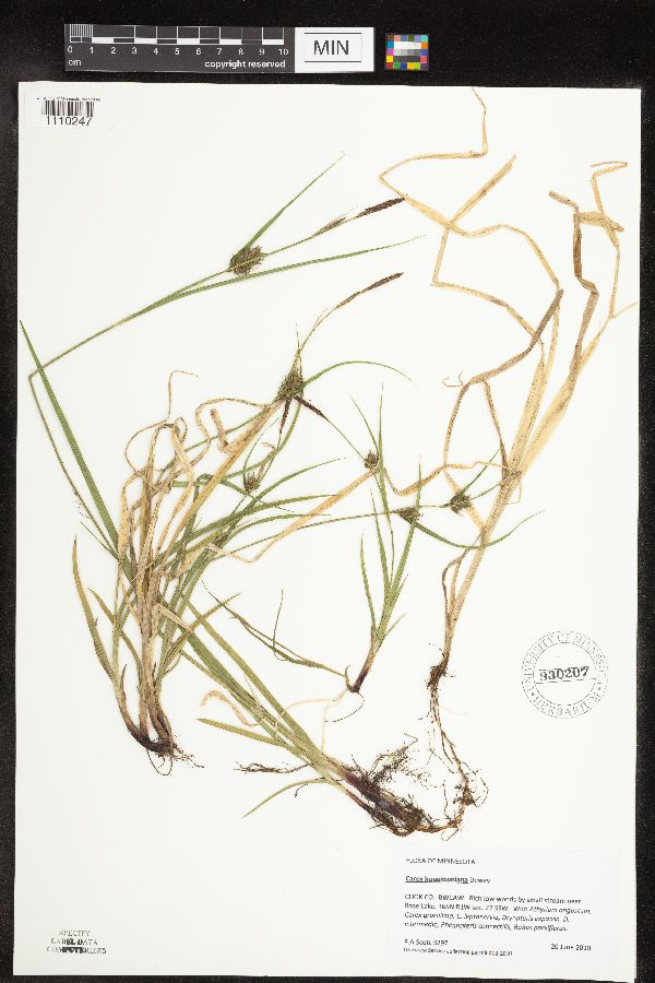 Carex houghtoniana image