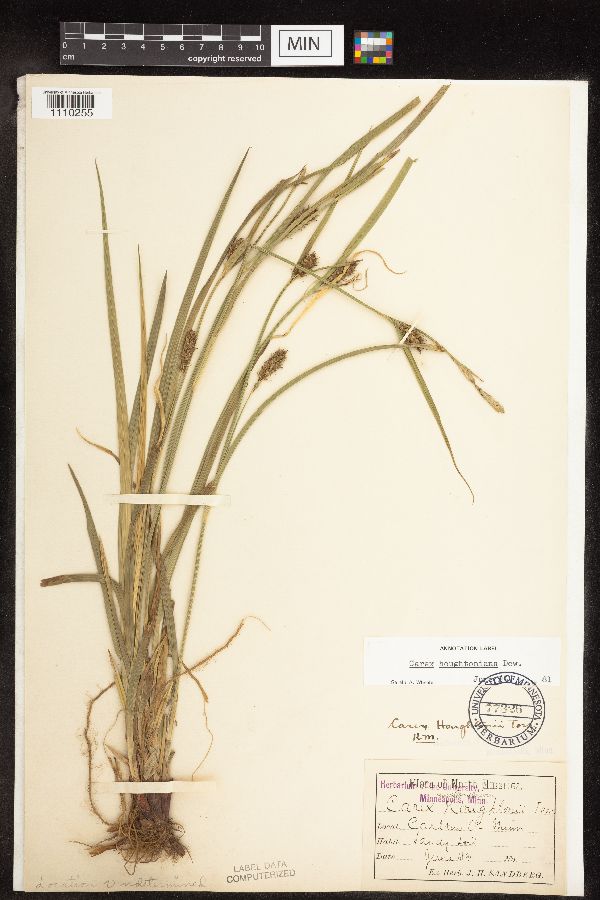 Carex houghtoniana image