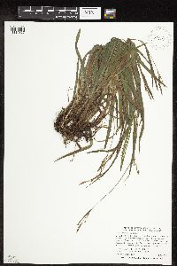 Carex hirtifolia image