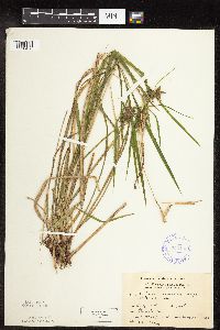 Carex intumescens image