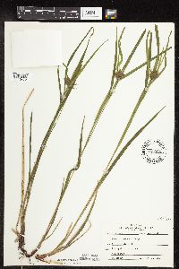 Carex intumescens image