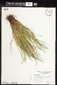 Image of Carex jamesii