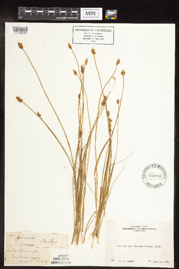 Carex jonesii image