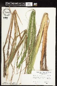 Image of Carex lacustris