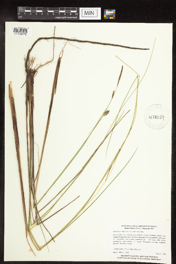 Carex lasiocarpa image