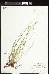 Carex leptalea image