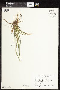 Image of Carex leptonervia