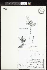 Image of Carex lurida