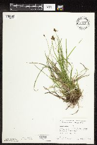 Image of Carex media