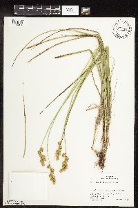 Image of Carex merritt-fernaldii