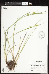 Image of Carex michauxiana