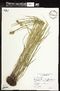 Image of Carex molesta