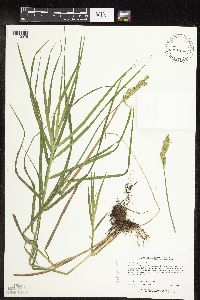 Image of Carex muskingumensis