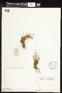 Carex nardina image