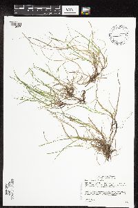 Image of Carex novae-angliae