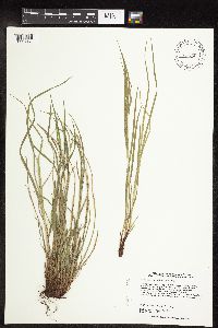Image of Carex oligocarpa