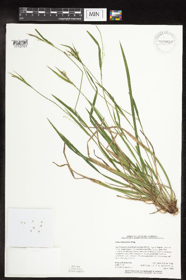 Carex ormostachya image