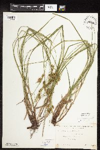 Image of Carex pallescens