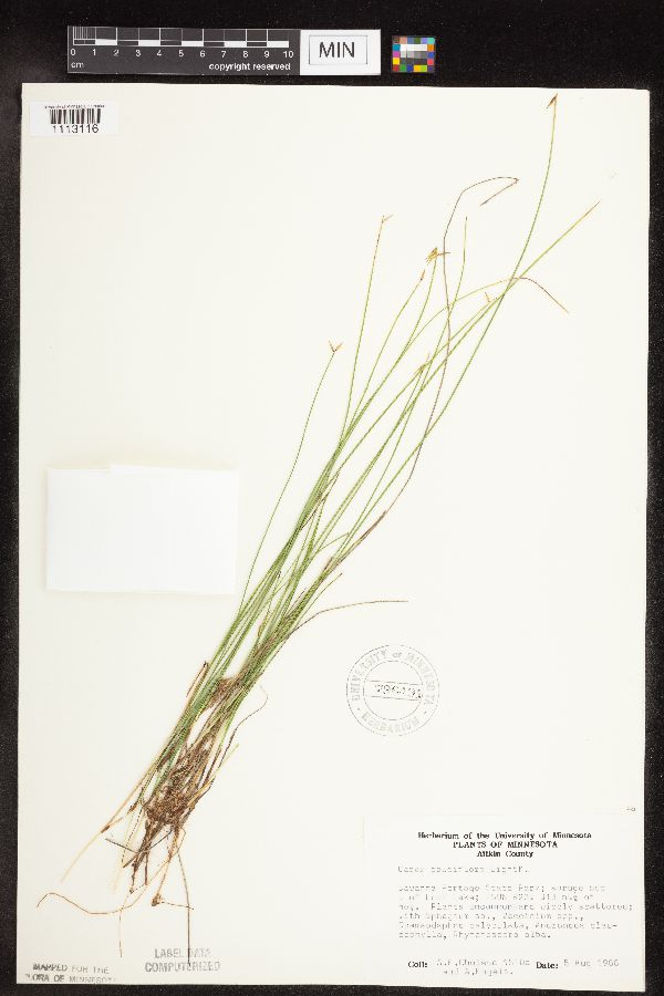 Carex pauciflora image